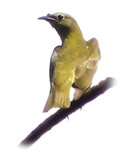 Stranger Things: The Astonishing White Bellbird Call | WWF