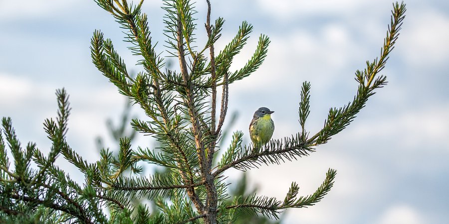 Yellow breasted bird on conifer
