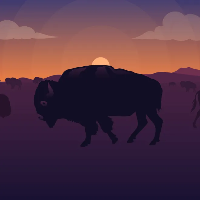 Illustration of bison herd on great plains