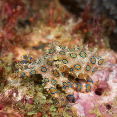 A blue-ringed octopus underwater among colorful coral