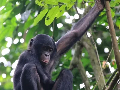 A bonobo looks down from its perch in a tree inside Salonga National Forest in the DRC