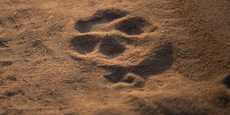 Tiger paw print in sandy soil