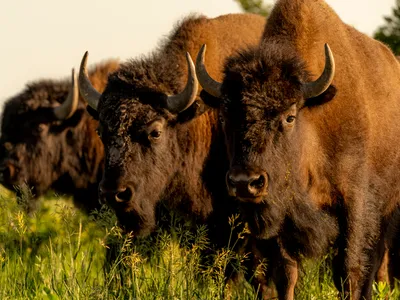 Three buffalo in a field