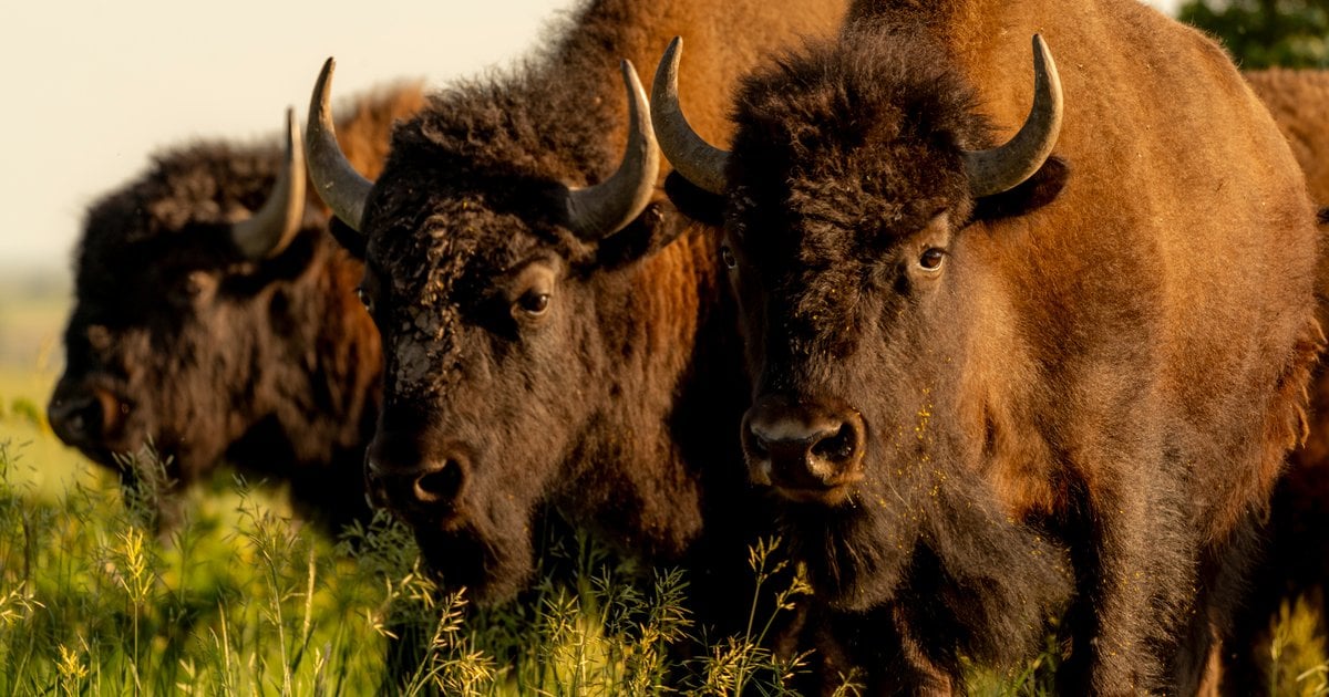 Returning bison to their ancestral homes restores Indigenous land ...