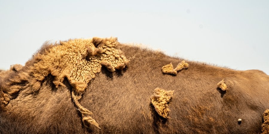 The back of a bison, showing shedding fur