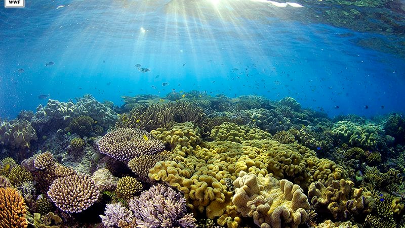 Great Barrier Reef