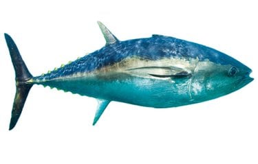 Bluefin tuna