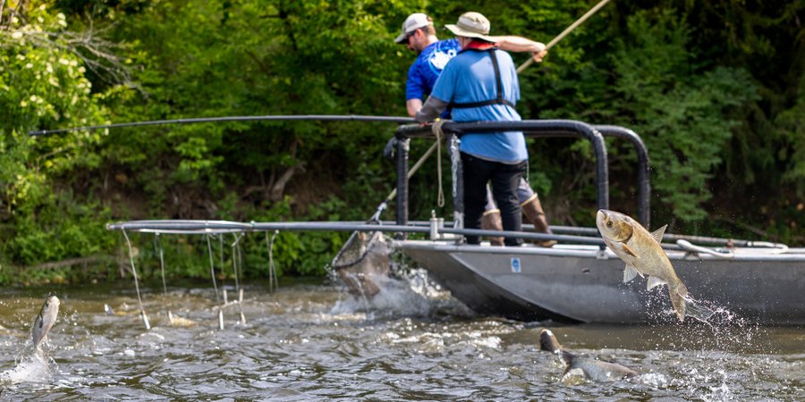 People standing in boat, fishing, while carp leaps out of water in foreground