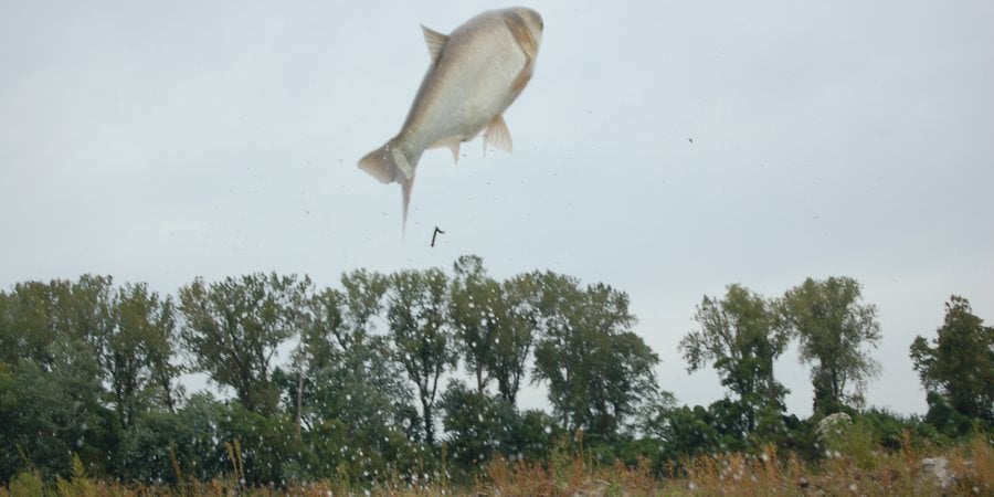 a carp jumps out of the water, above the treeline