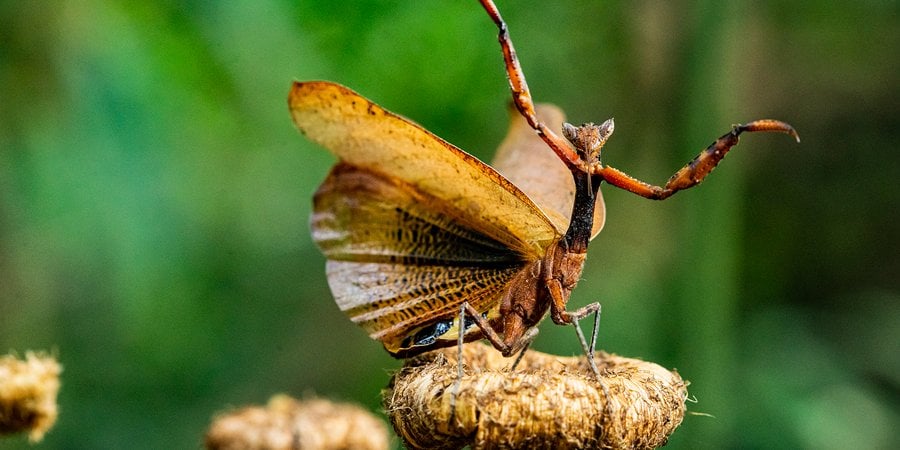 Praying mantis with arms raised, posing on mushroom