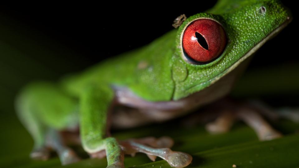 A close up portrait of a Red-Eyed Green Tree Frog on the Osa Peninsula, Costa Rica