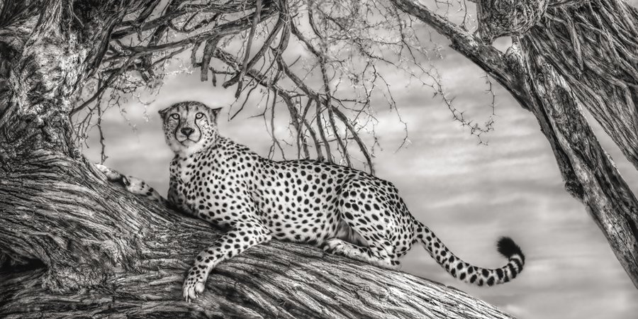 Black and white photo of a cheetah on a tree branch