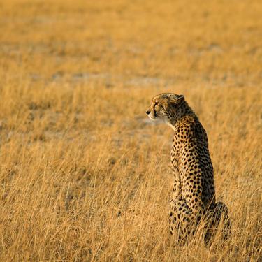 A cheetah sitting upright in golden grass looking intently to the left