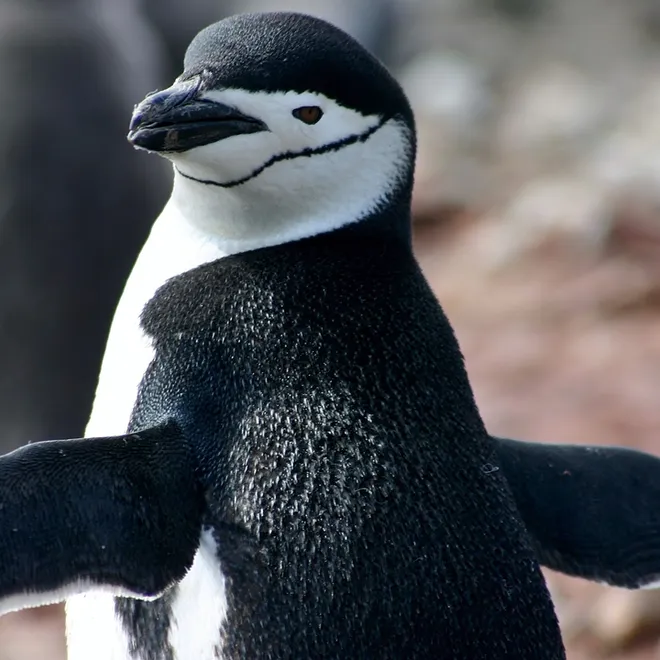 Chinstrap penguin