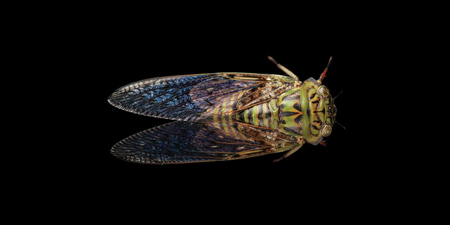 A wild cicada from Equatorial Guinea