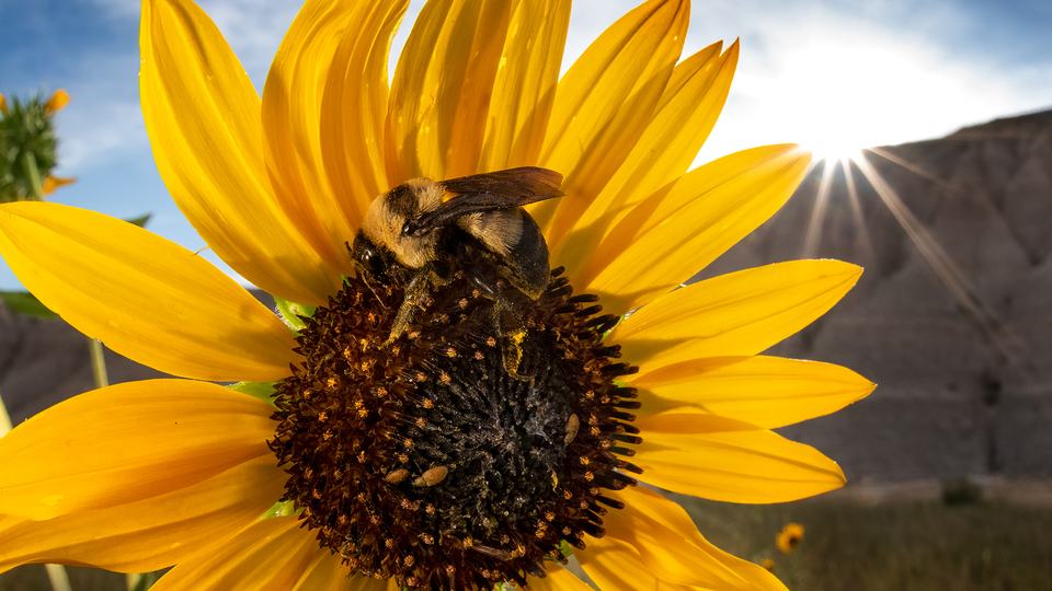 A southern plains bumble bee sits at the center of a sunflower with the sun sitting on the crest of a hill in the background