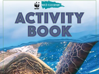 Sea Turtle Activity Book preview