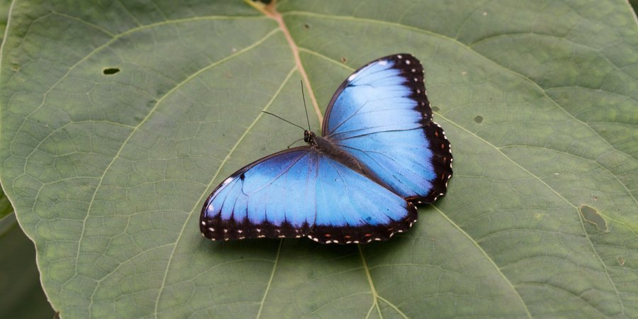 Blue butterfly on leaf