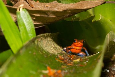 Red frog on leaf