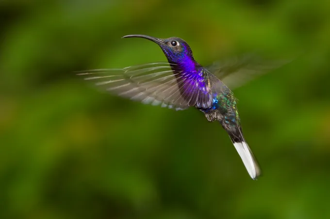 Purple hummingbird in flight