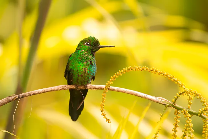 Green hummingbird perched on branch