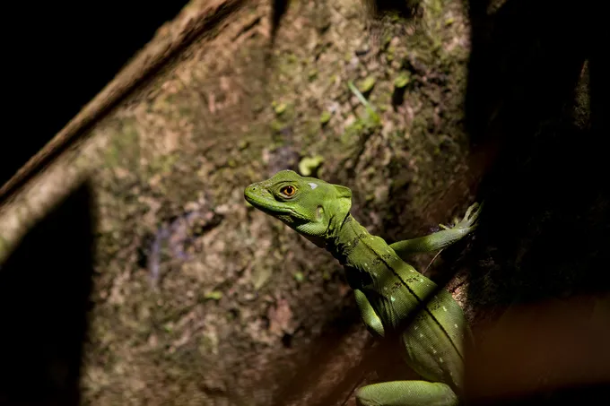 Green lizard on tree