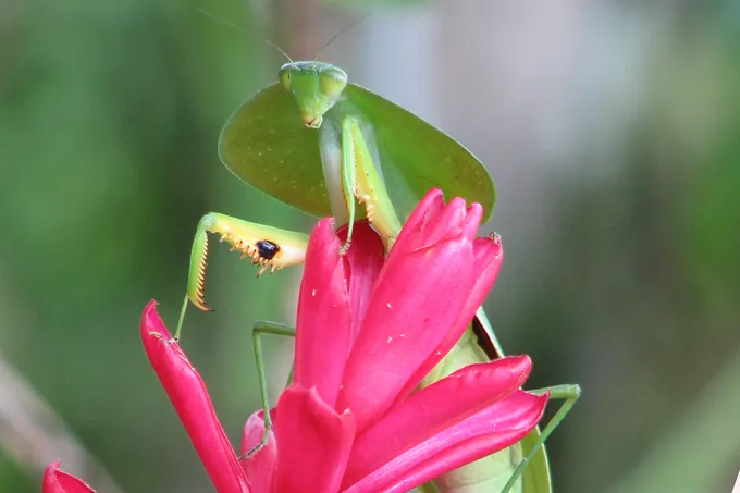 Mantis on pink flower
