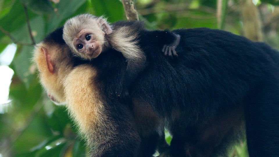 Baby monkey riding on mother