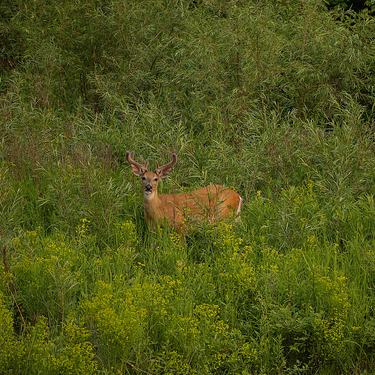 A white-tailed deer buck in overgrown vegetation