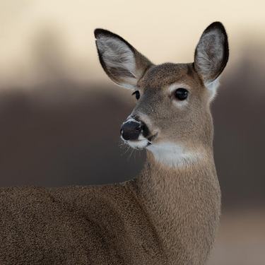A female white-tailed deer alert