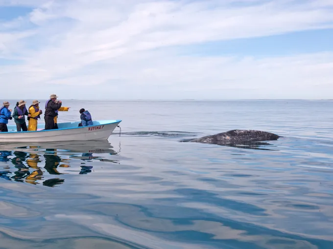 People in a small boat pointing and taking photos of whale emerging from surface of ocean