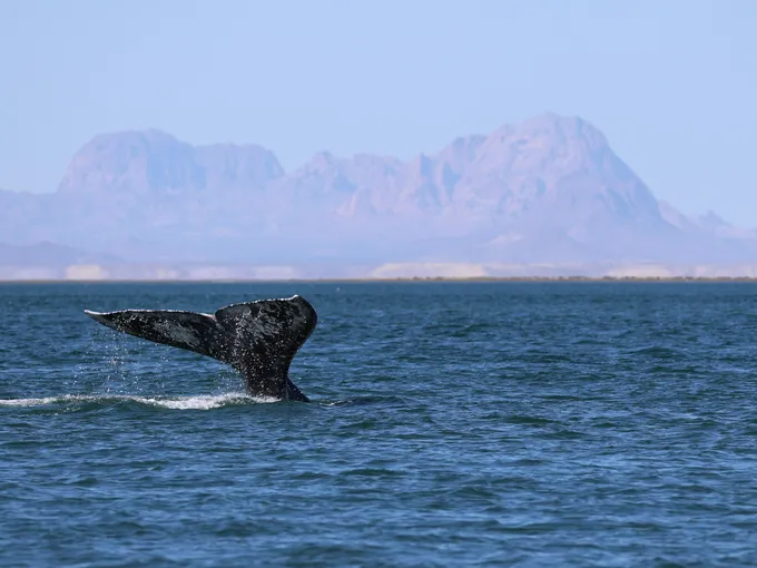 A whale's tail emerges from the surface of the ocean
