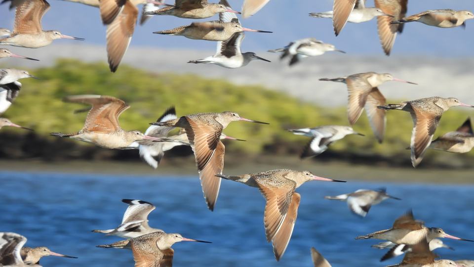 A flock of sea birds fly over the surface of the ocean, shoreline in distance