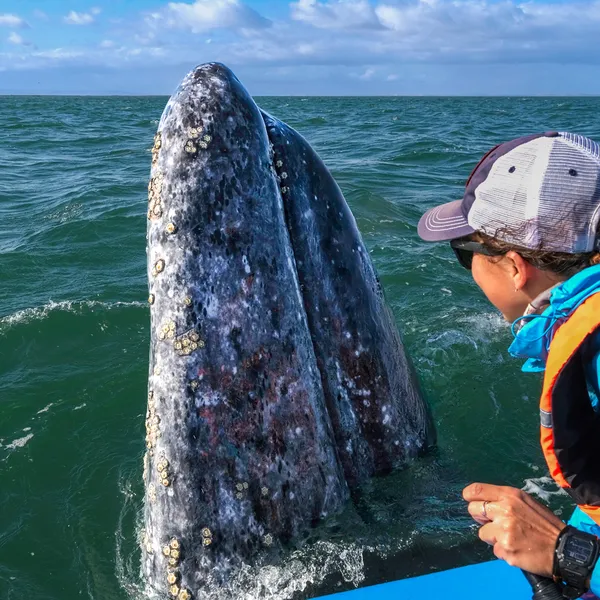 A woman leans over the edge of her boat to get a close view of a whale emerging from the ocean