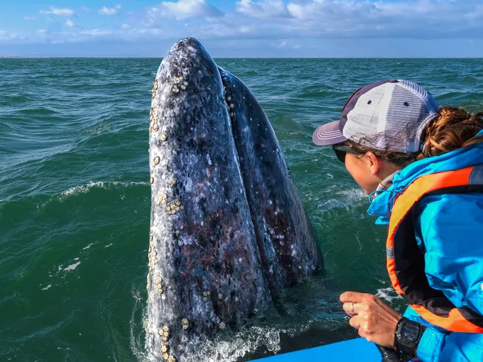 A woman leans over the edge of her boat to get a close view of a whale emerging from the ocean