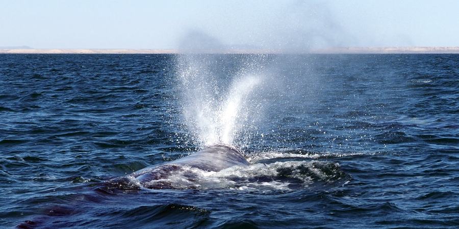 A whale sprays water from its blowhole