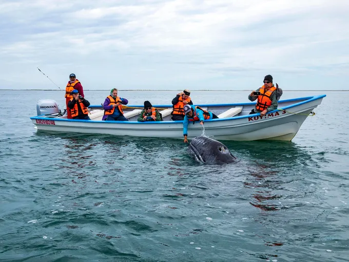 People in small boat looking at curious whale up close