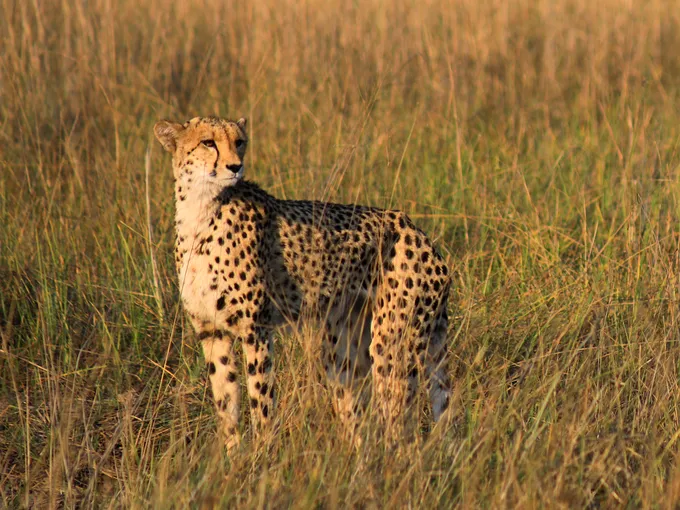 Cheetah standing in tall grass