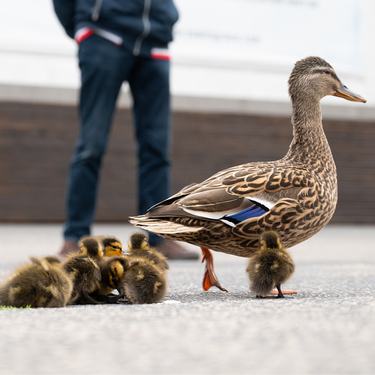 A female mallard duck and ducklings crossing a road while people watch