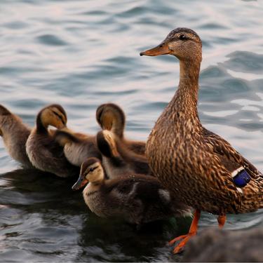 A female mallard and ducklings on water