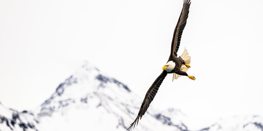 A bald eagle soaring above mountains