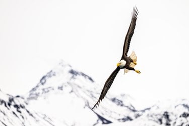 A bald eagle soaring above mountains