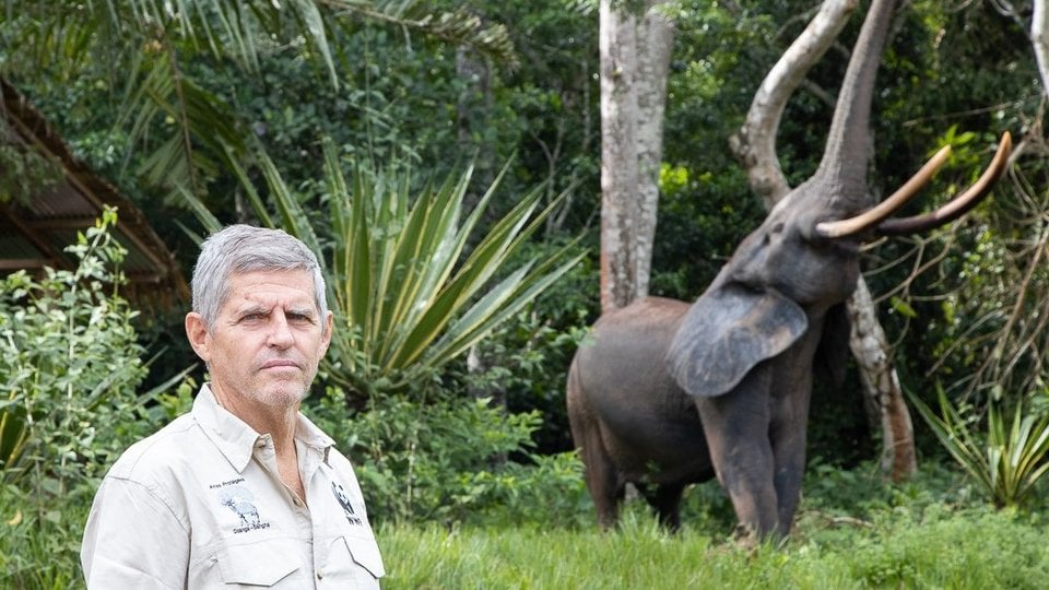 A man stands in front of an elephant