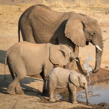Three elephants drink from a waterhole