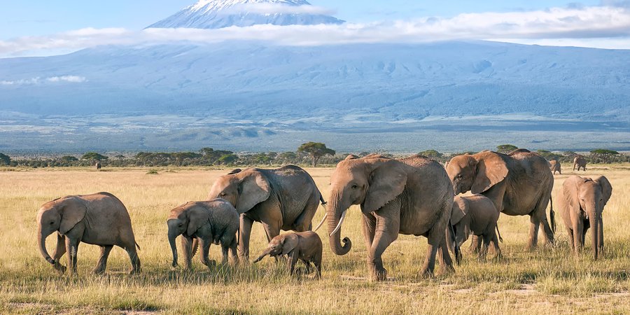 A family group of elephants walking together in front of a snow-capped mountain