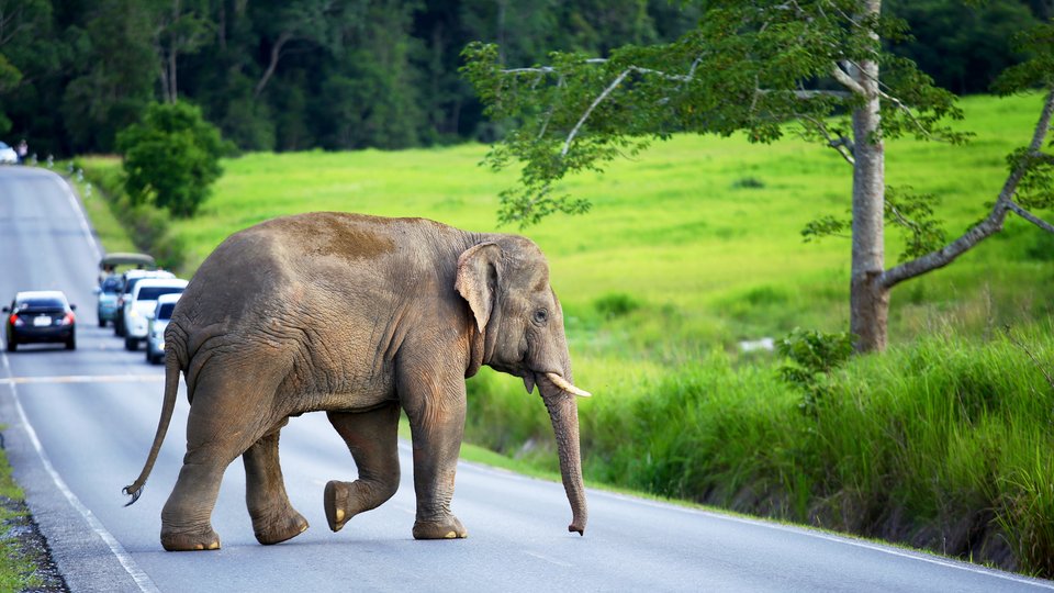 An elephant crosses the road while cars approach behind