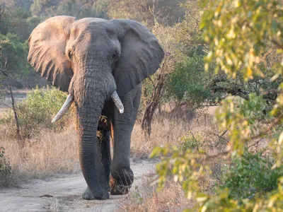 An elephant walks along a trail toward camera