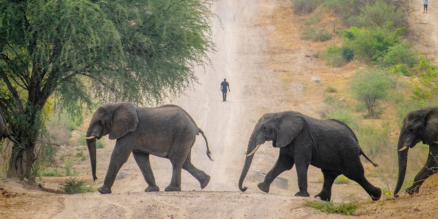 Elephants cross a road