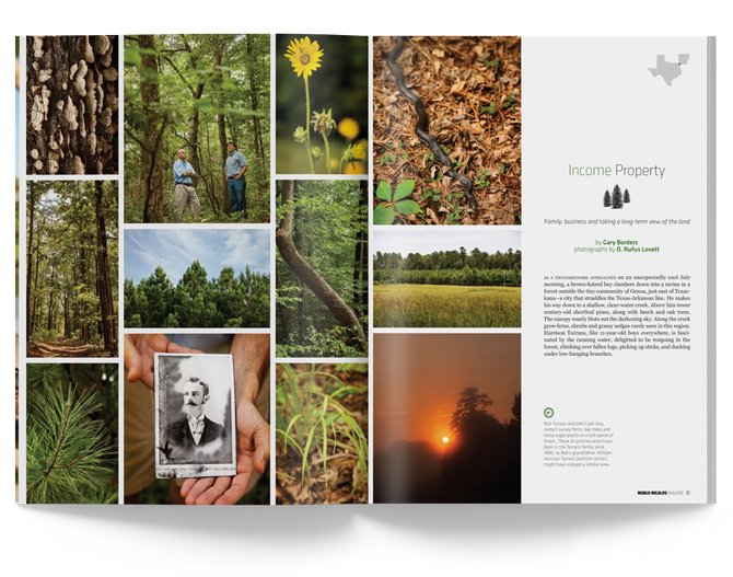 Wwf Programs New initiatives drive forest conservation | WWF