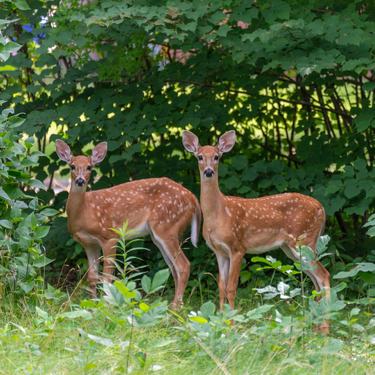Two white-tailed deer fawns, alert and looking at camera